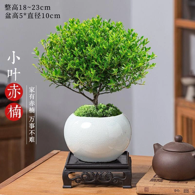 小叶赤楠植物苗盆景盆栽办公室桌面摆放绿植室内好养四季常青好养