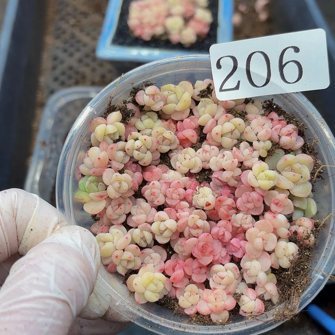 ঌ****妈多肉植物多肉植物206