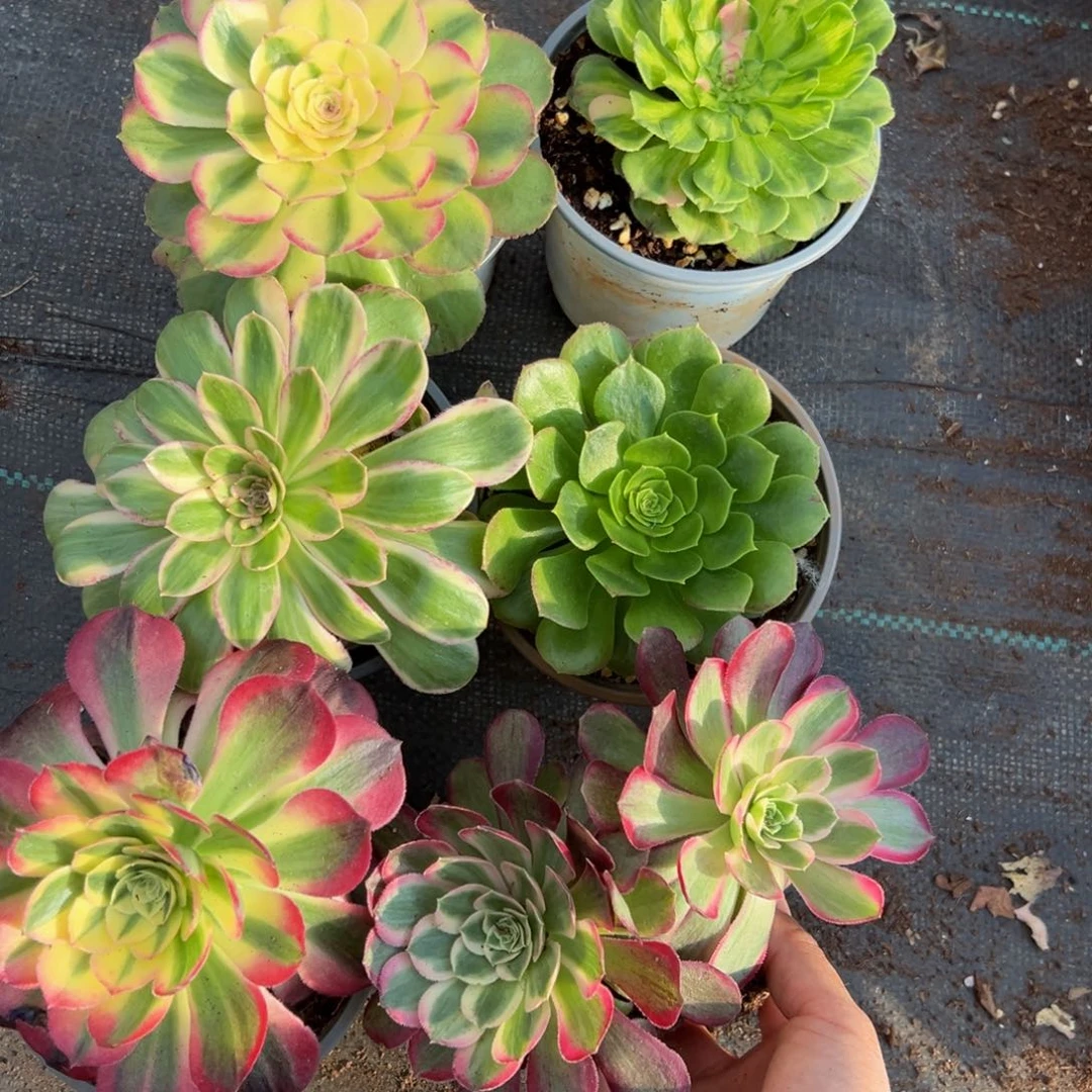 多肉植物000七颗单头