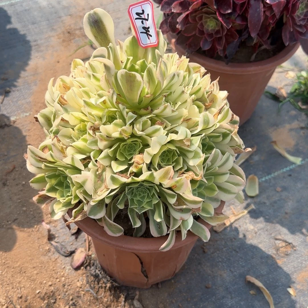 27-24绿豆沙多肉植物