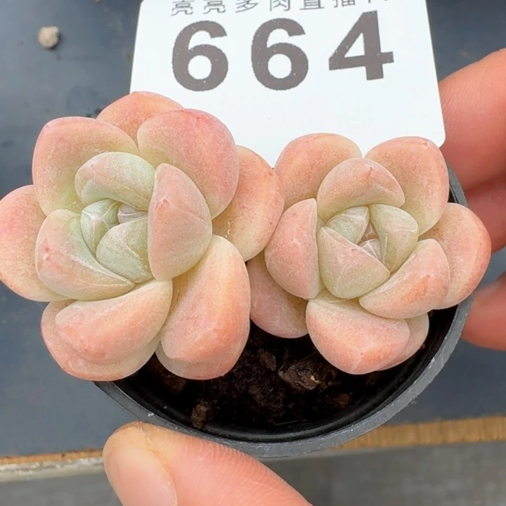 开播福利多肉植物