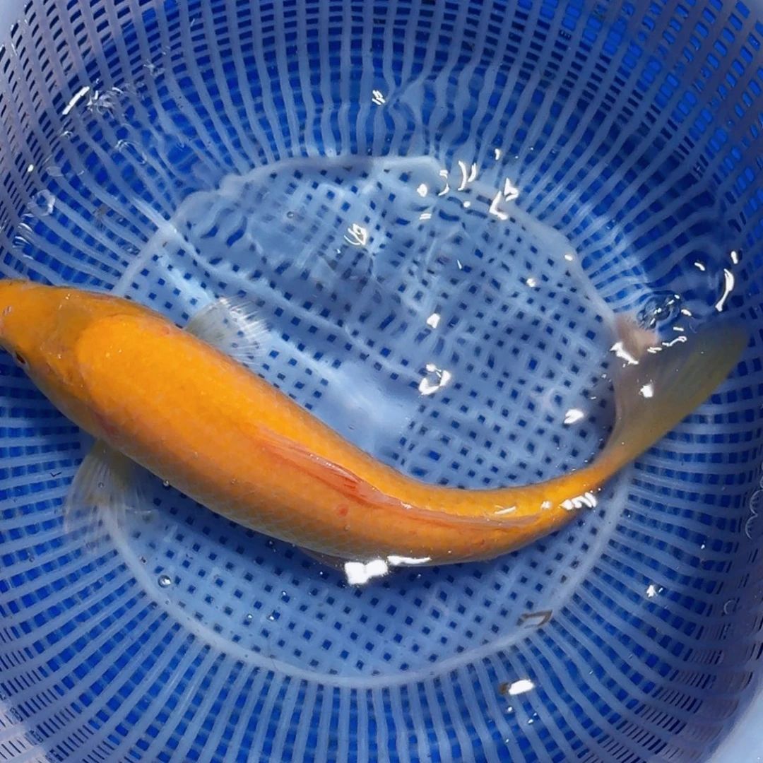 锦鲤精品甄选血统锦鲤