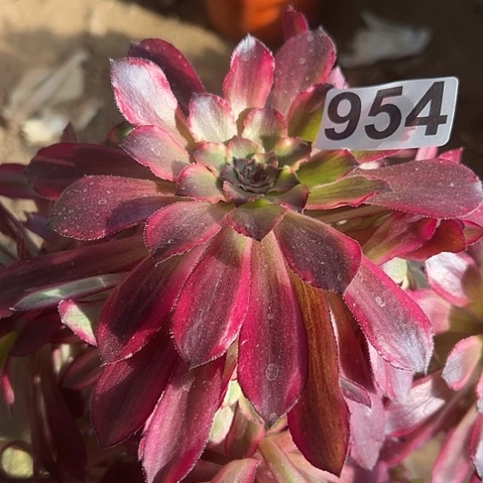 环**烤多肉植物一个