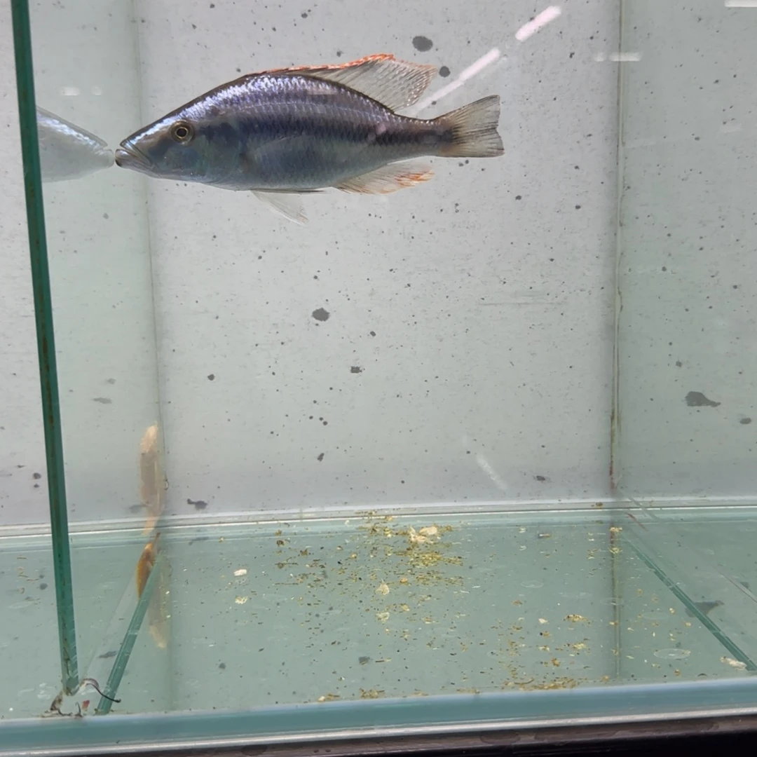 用***7慈鲷1738号蓝马面