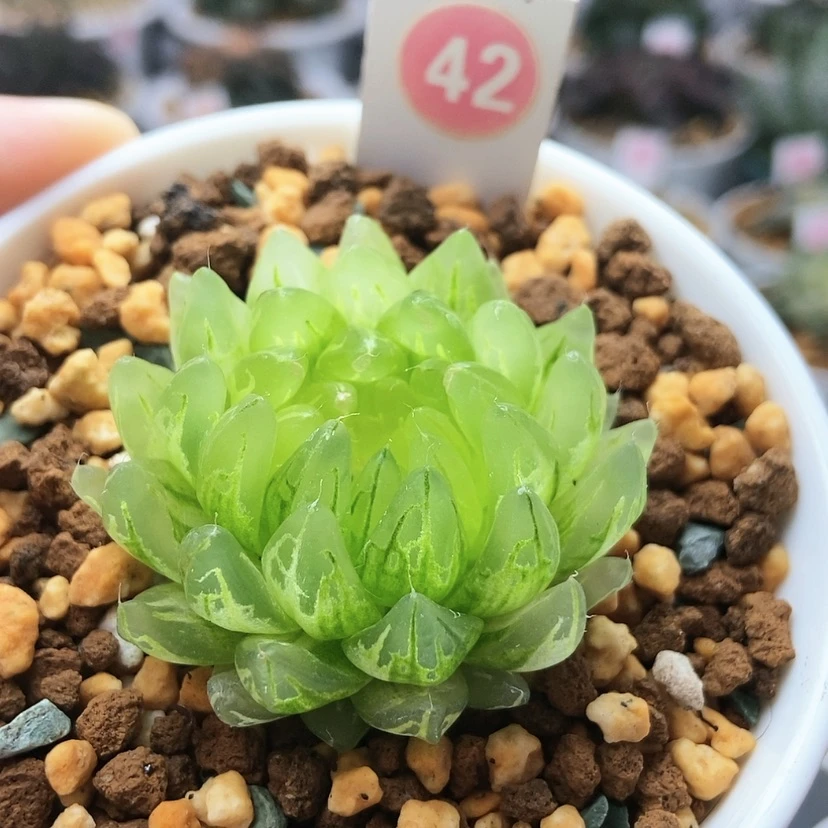 【闪购商品】42冰晶