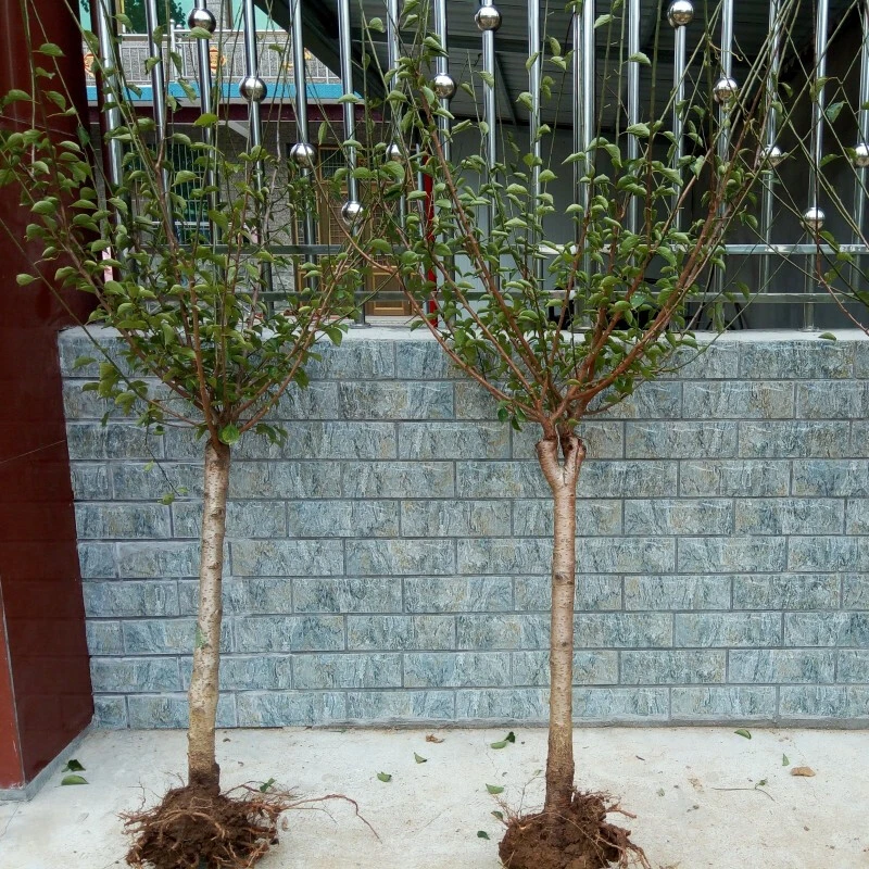 梅花苗红梅树苗乌梅素心腊梅梅花盆景绿梅花盆栽梅花树苗庭院种植