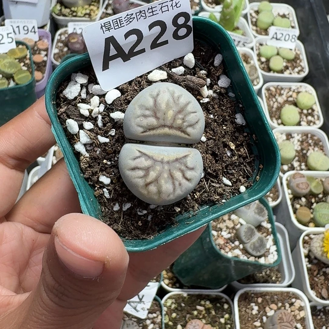 228多肉植物多肉植物