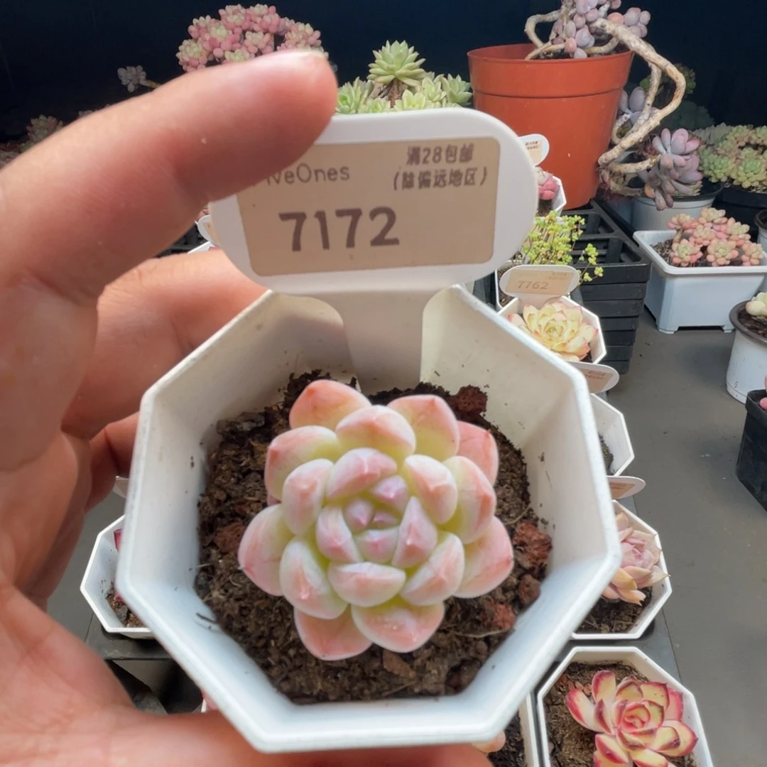 7172美梦 4.5厘米