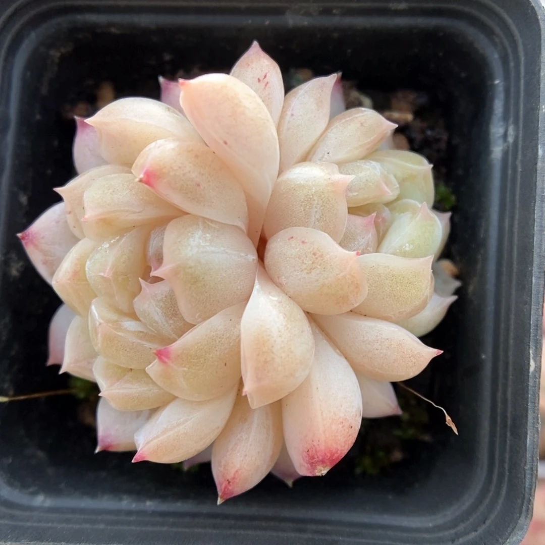 双头珍妮可拍803号。