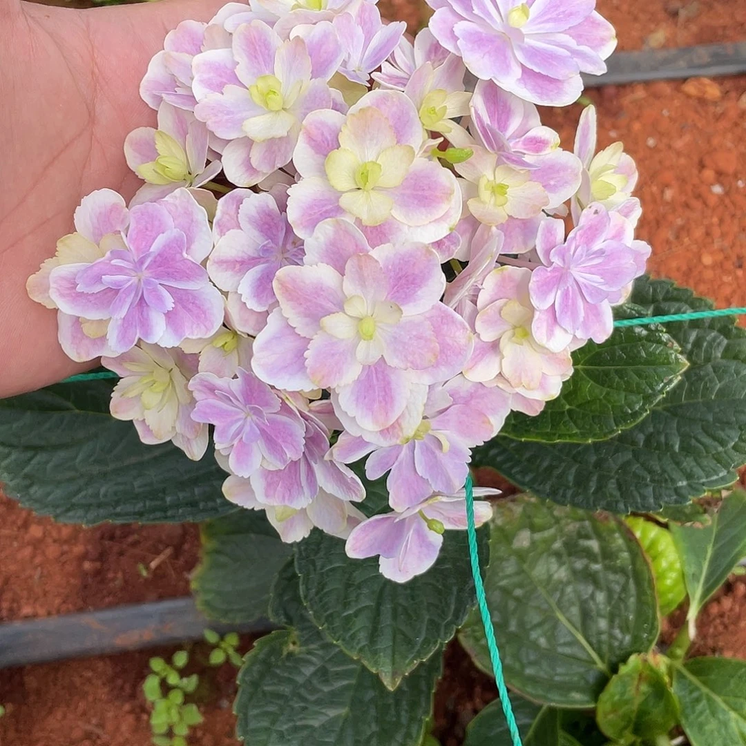 绣球切花一物一拍3枝起包邮，75