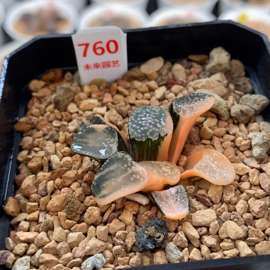 760点点寿锦一物一图