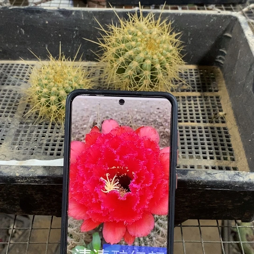 毛 醉红颜侧芽1大一小 2个