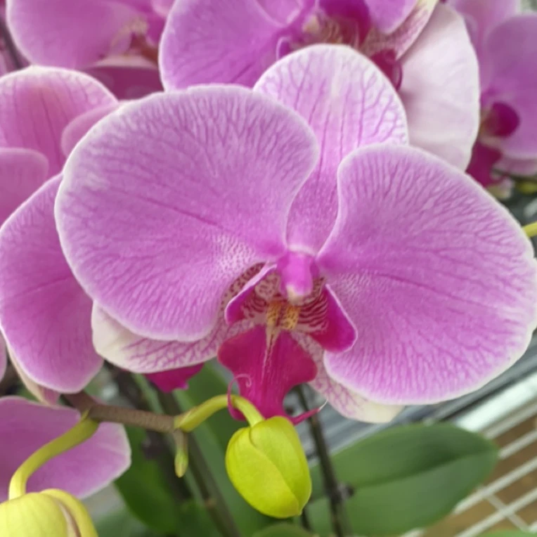 蝶兰小栈【3007】精品蝴蝶兰  基地直发