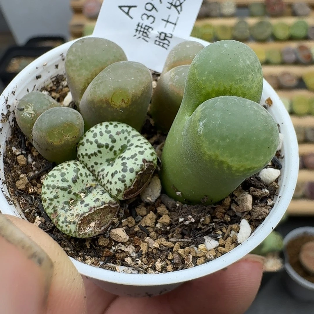 191多肉哈哈哈哈哈哈哈