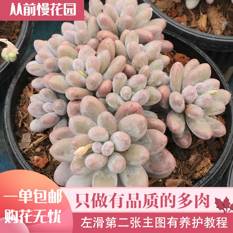 【从前慢花园】汤圆精品多肉粉色萌肉盆栽量拍链接
