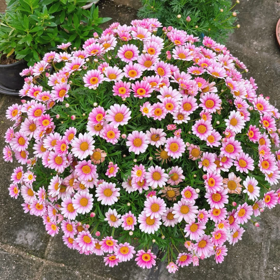 二加仑玛格丽特老苗大冠幅好养小菊花庭院阳台院子室外夏天耐热