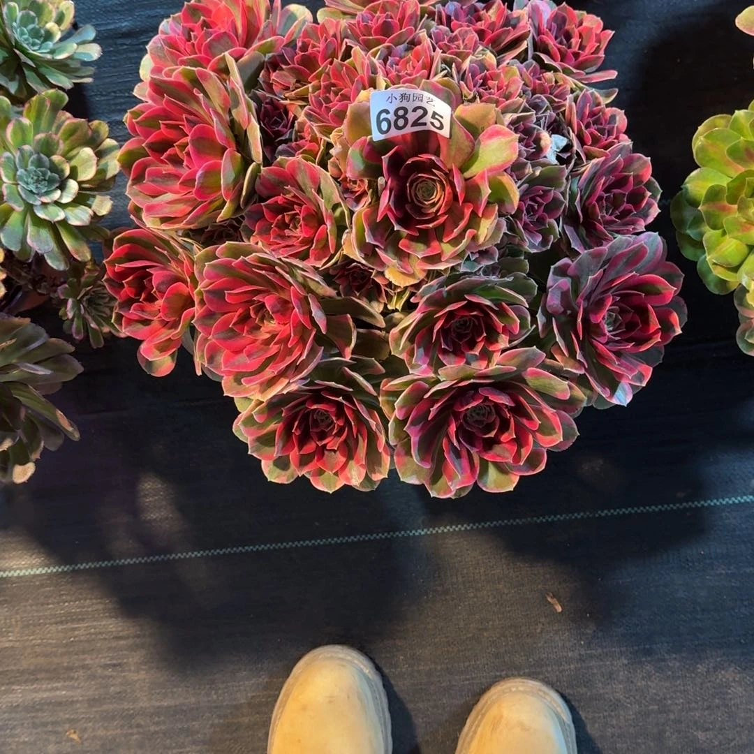 遇**.女妖多肉植物6825