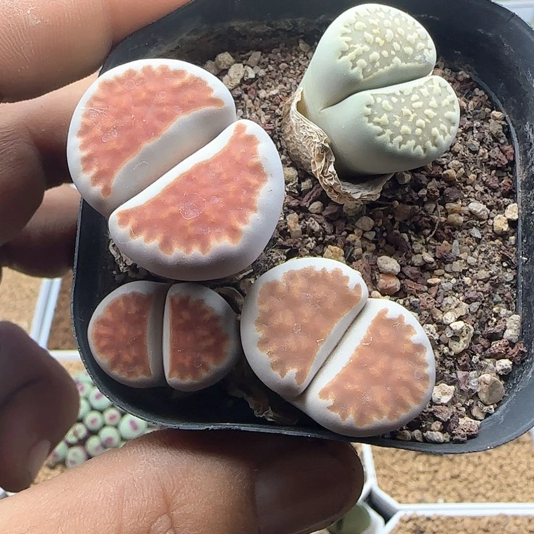 开播福利。   38098