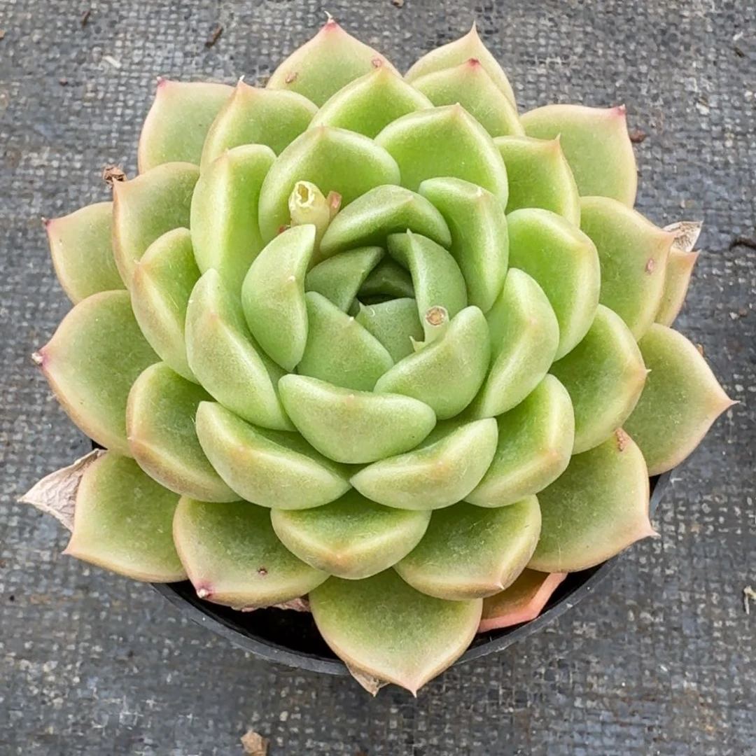 多肉杂交一物一拍9-94