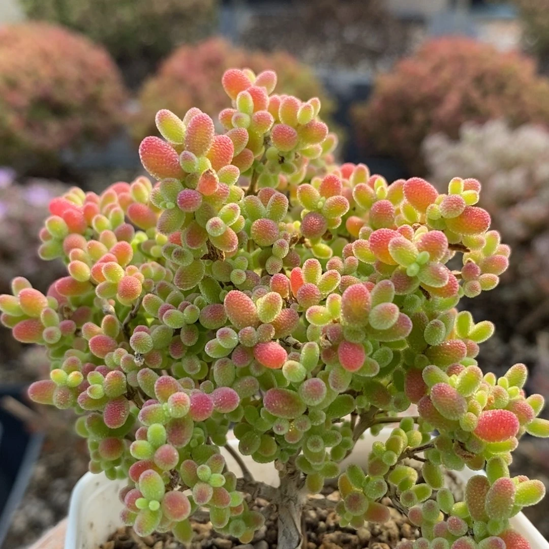 蜜橘糖球4888枝干番杏