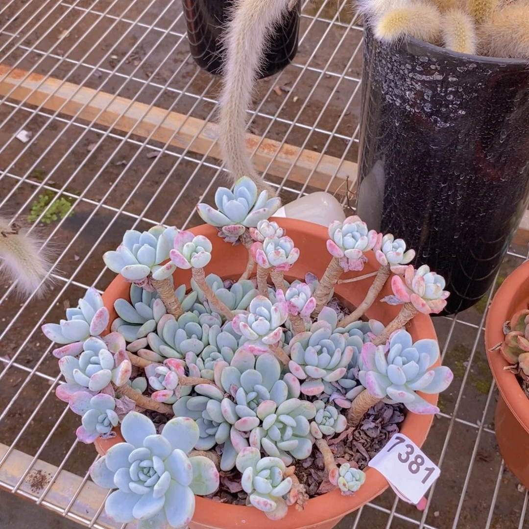 7381冷香老桩一物一拍