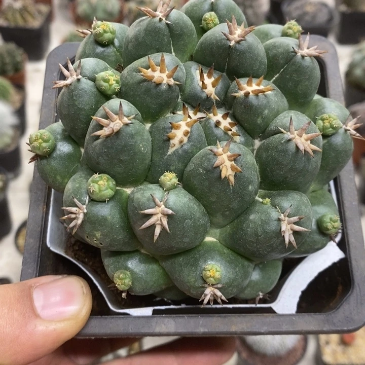 大号短豪刺象牙特价
