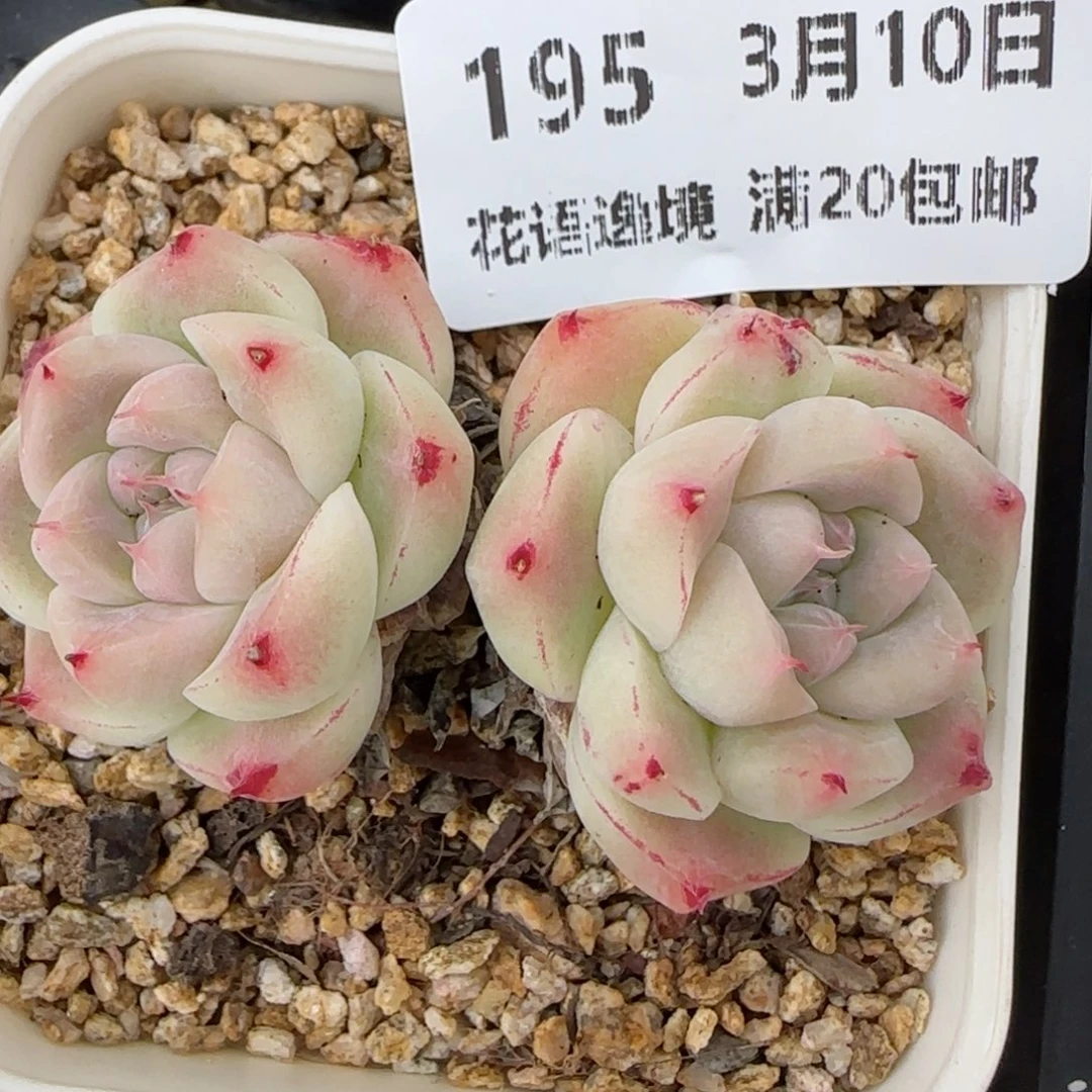 花语逸镜0310-195