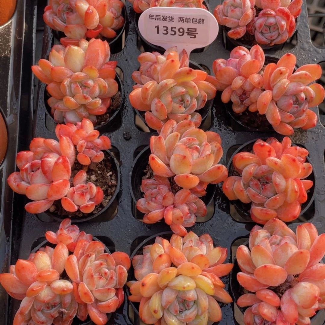 1359号 全状态全明星多头老桩群两个