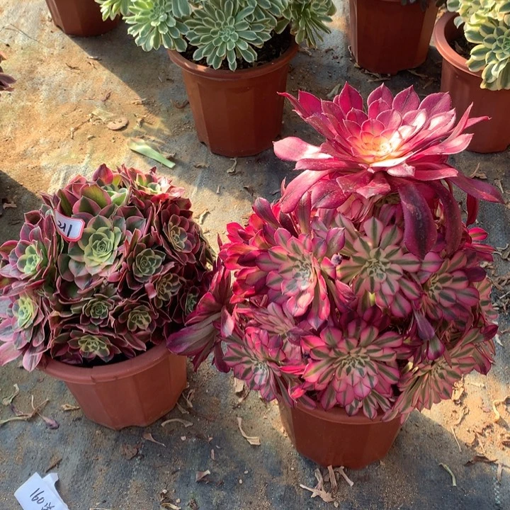 不包损211号红铜白凤老桩