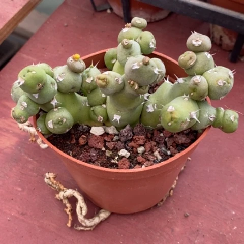 丘汐大戟11仙人球