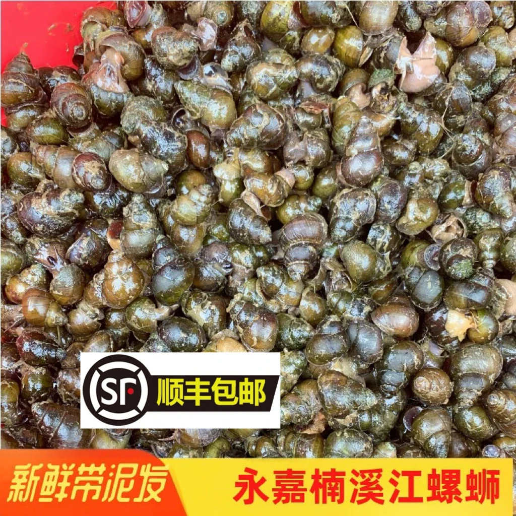 顺丰浙江温州永嘉楠溪江野生螺蛳无空壳新鲜田螺钓泥石螺鲜活螺丝