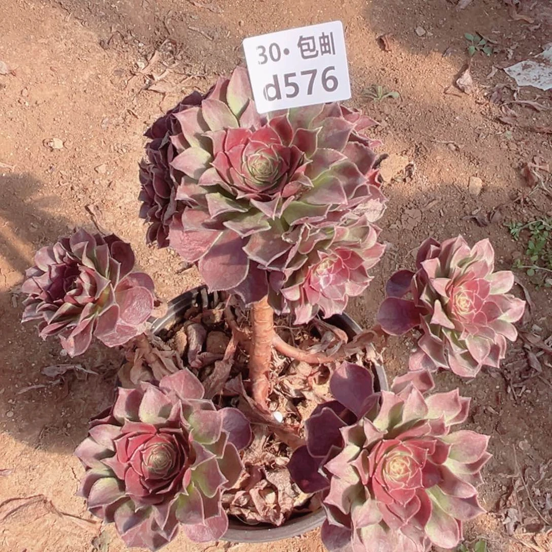 576红魔多肉法师