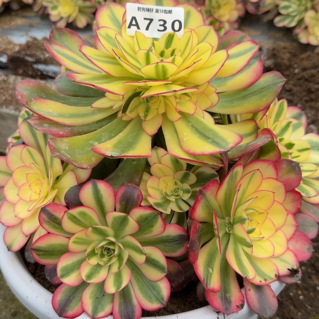 a***c730荔枝。多肉植物