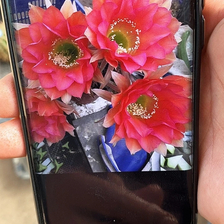 彩 CC177/侧芽歪20包邮/