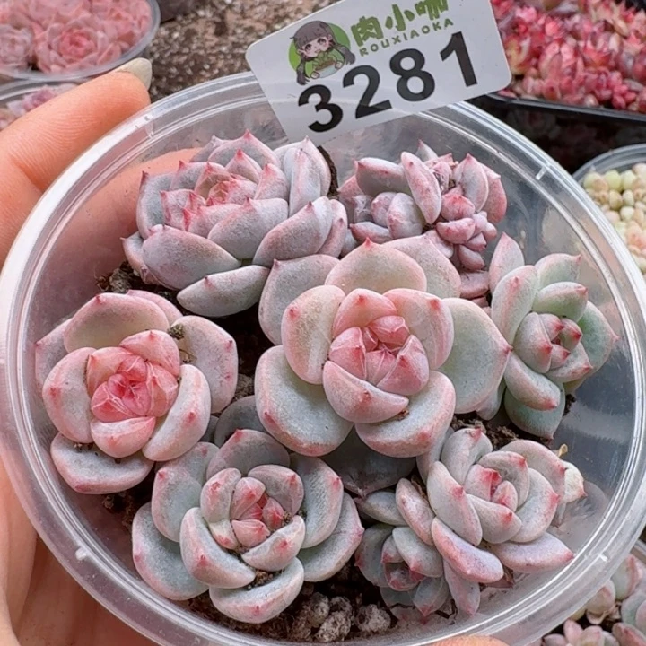 多肉植物多肉植物