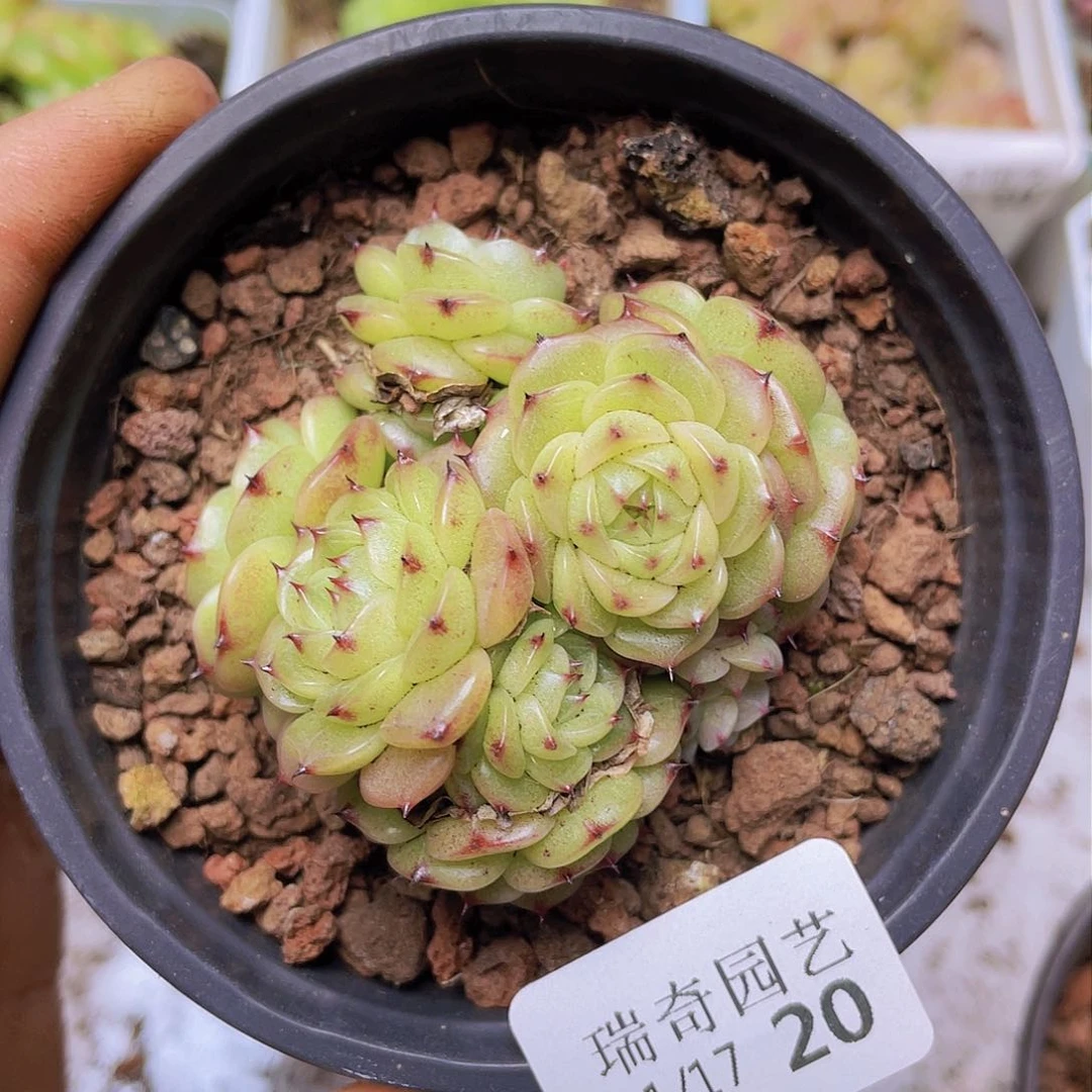 000000000000020量拍