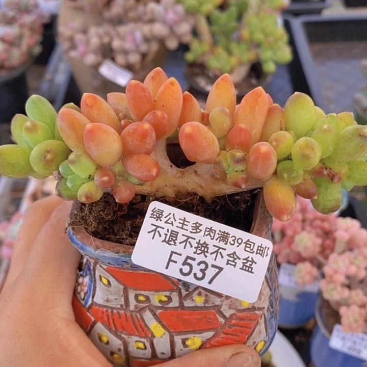 香蕉树缀12cm537多肉植物