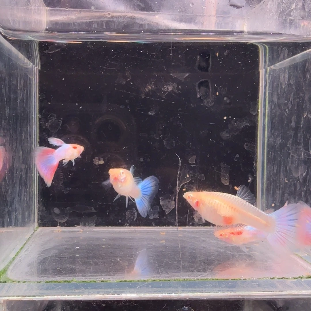 孔雀鱼天使彩虹2对