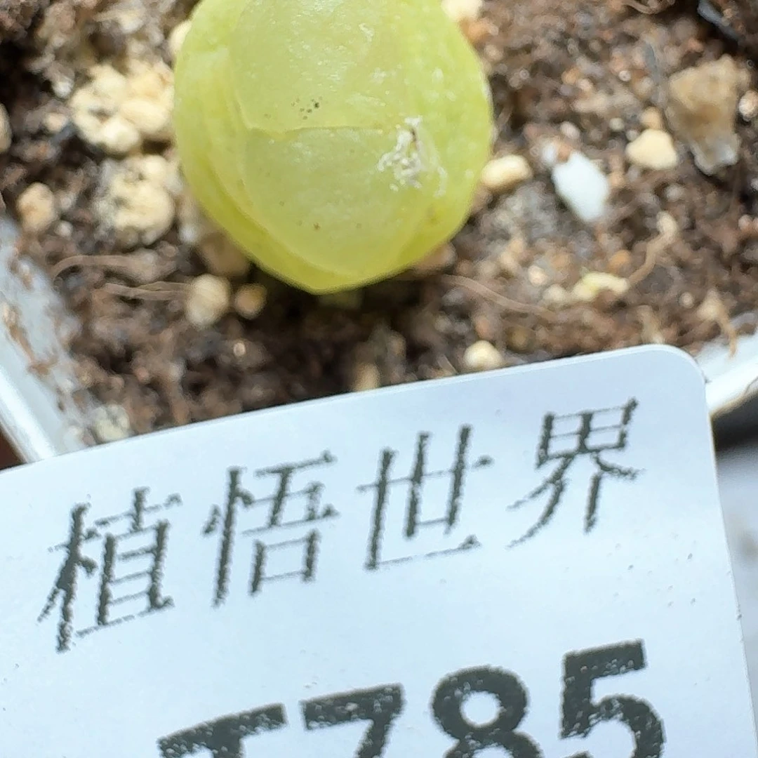 785号多肉植物哇c c