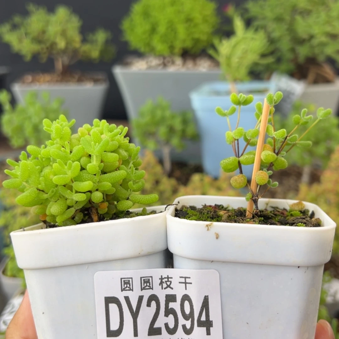 【闪购商品】dy2594蜜橘翡翠组合价