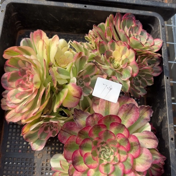 无花朵079特价组合手捧无根无售后