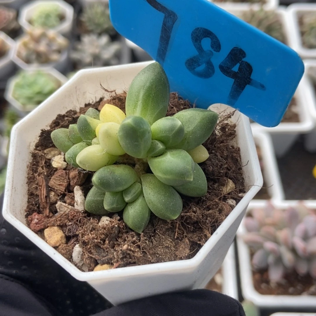 784千代田锦多肉植物保护