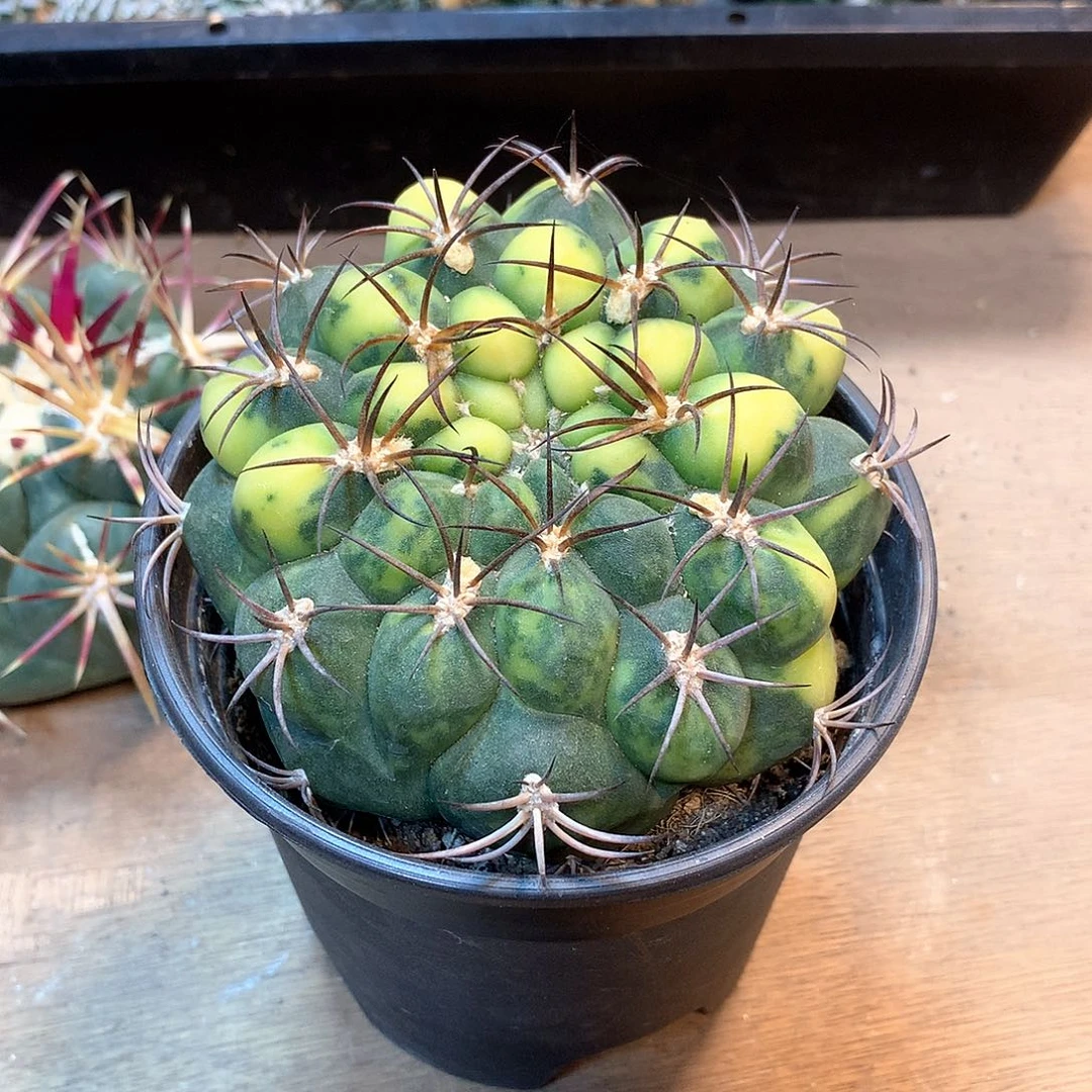 实生新天地锦