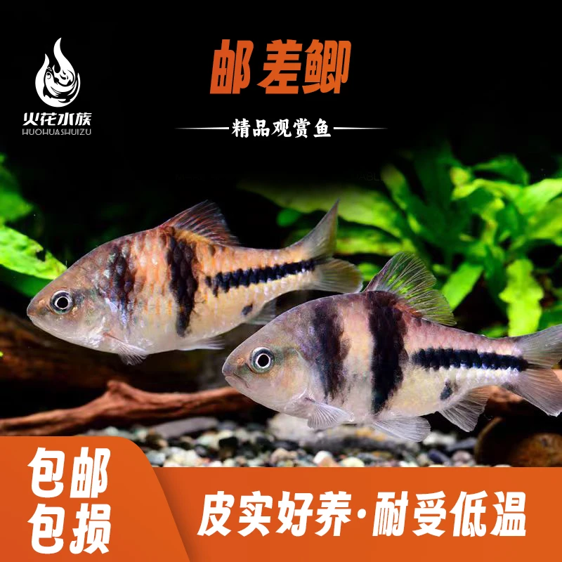 东南亚邮差鲫T字鲫中型热带观赏淡水活体鱼