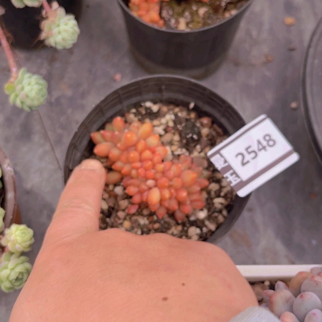 千代田缀多肉植物2548