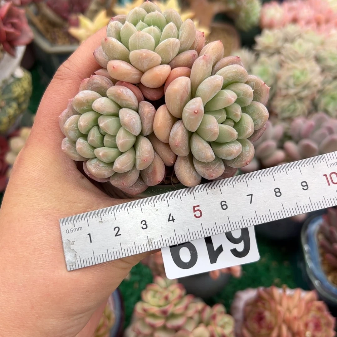姜****）619 多肉植物组合