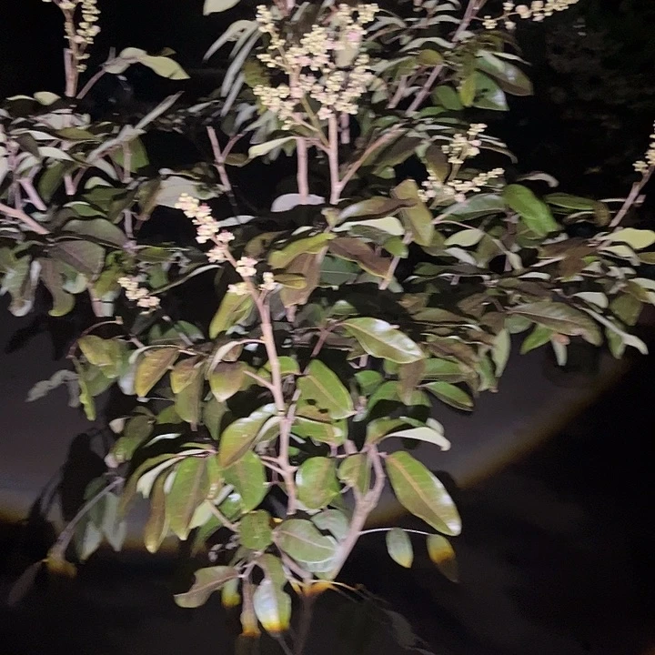 迎****派果树12234445555655555