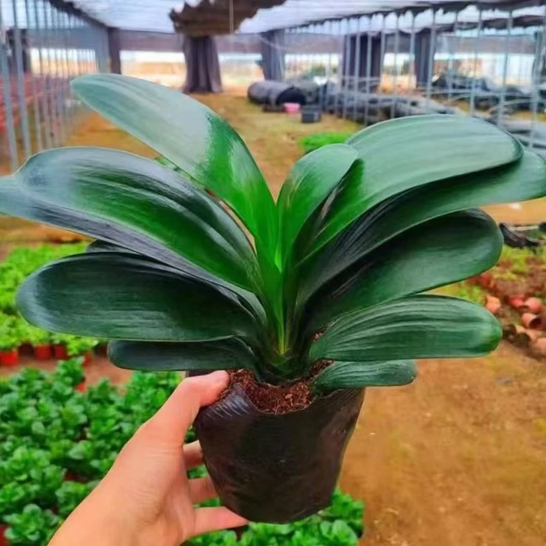 君子兰盆栽室内花卉好养耐寒耐热客厅阳台绿植