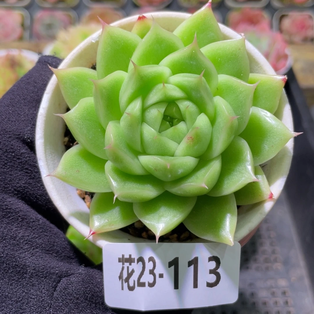 花利美23-113麦秆