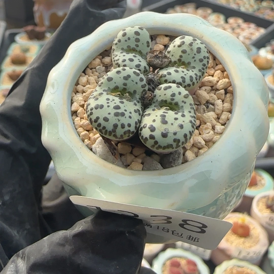 1338-一物一拍 带盆 ts603奶牛